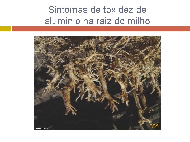 Sintomas de toxidez de alumínio na raiz do milho 