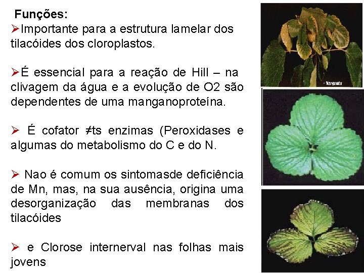  Funções: ØImportante para a estrutura lamelar dos tilacóides dos cloroplastos. ØÉ essencial para
