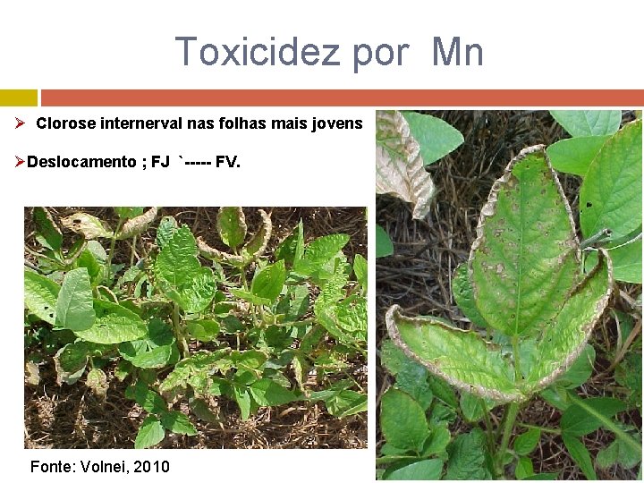 Toxicidez por Mn Ø Clorose internerval nas folhas mais jovens ØDeslocamento ; FJ `-----