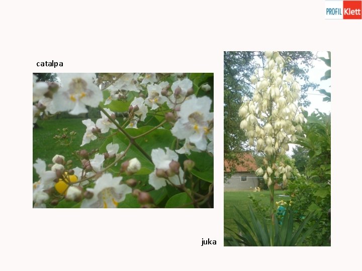 catalpa juka 