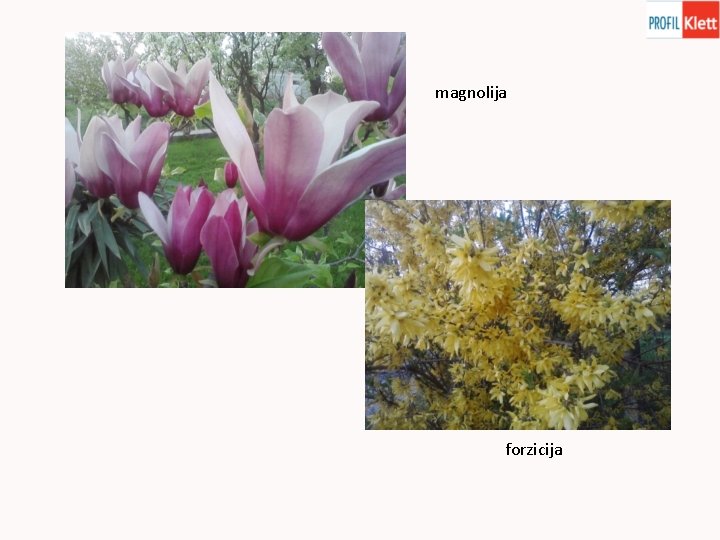 magnolija forzicija 