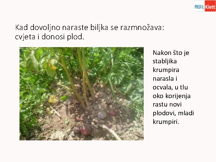 Kad dovoljno naraste biljka se razmnožava: cvjeta i donosi plod. Nakon što je stabljika