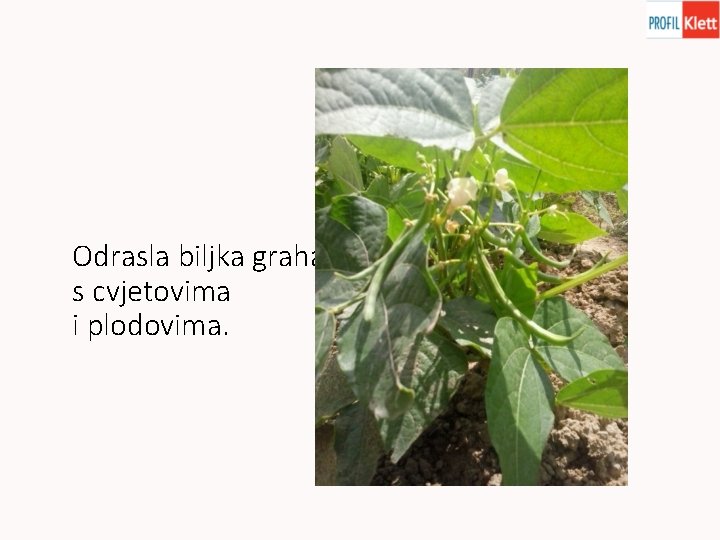 Odrasla biljka graha s cvjetovima i plodovima. 