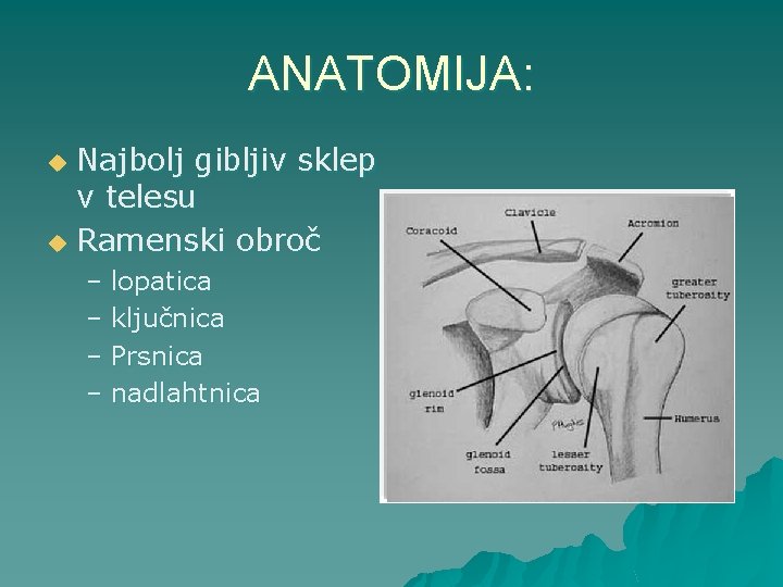 ANATOMIJA: Najbolj gibljiv sklep v telesu u Ramenski obroč u – lopatica – ključnica