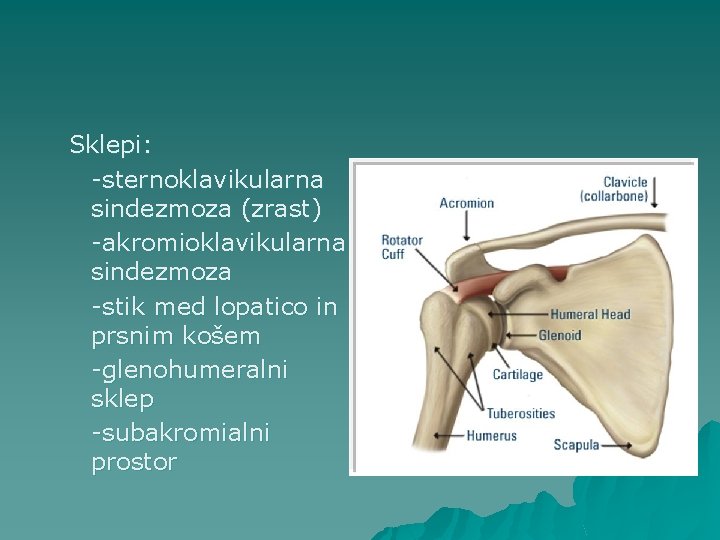 Sklepi: -sternoklavikularna sindezmoza (zrast) -akromioklavikularna sindezmoza -stik med lopatico in prsnim košem -glenohumeralni sklep