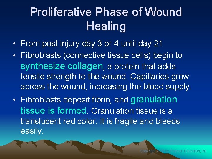 Proliferative Phase of Wound Healing • From post injury day 3 or 4 until