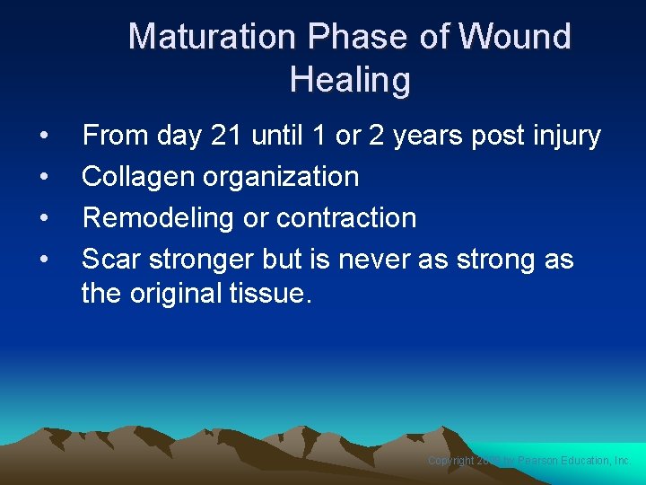 Maturation Phase of Wound Healing • • From day 21 until 1 or 2