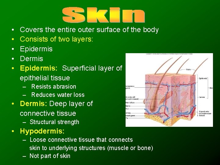  • • • Covers the entire outer surface of the body Consists of