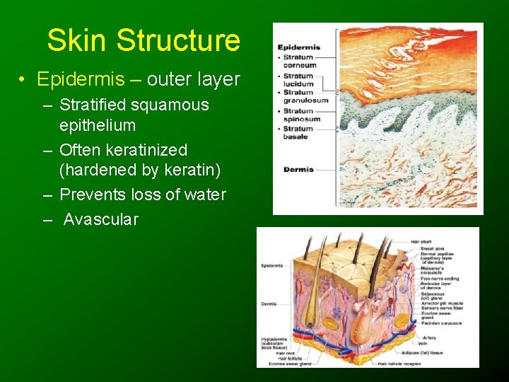 Skin Structure • Epidermis – outer layer – Stratified squamous epithelium – Often keratinized