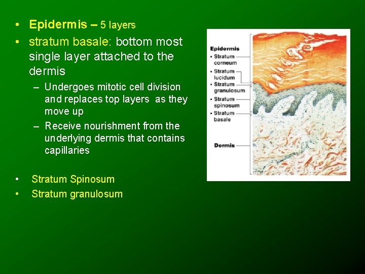  • Epidermis – 5 layers • stratum basale: bottom most single layer attached