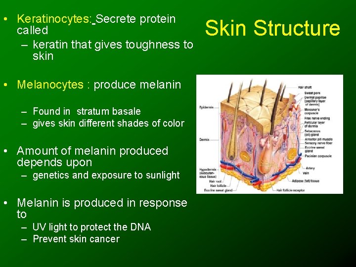  • Keratinocytes: Secrete protein called – keratin that gives toughness to skin •