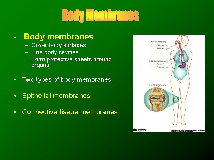  • Body membranes – Cover body surfaces – Line body cavities – Form
