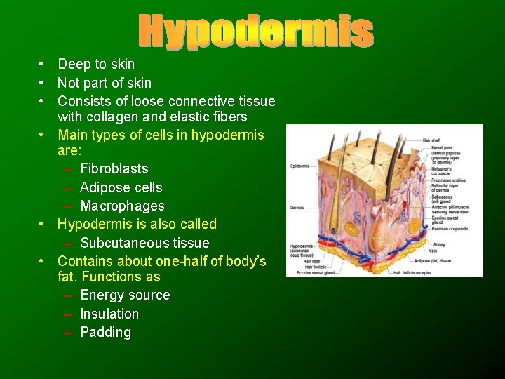  • Deep to skin • Not part of skin • Consists of loose