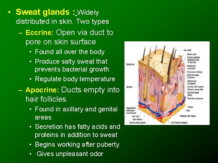  • Sweat glands : Widely distributed in skin. Two types – Eccrine: Open