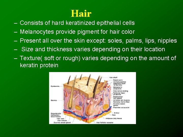 Hair – – – Consists of hard keratinized epithelial cells Melanocytes provide pigment for