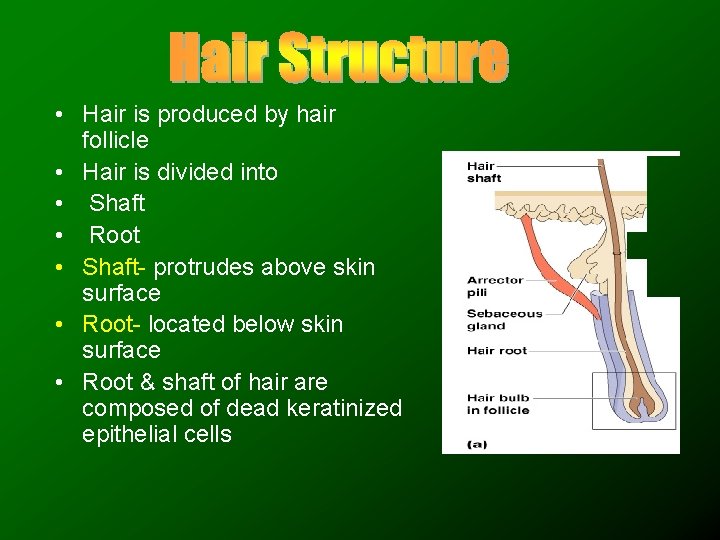  • Hair is produced by hair follicle • Hair is divided into •