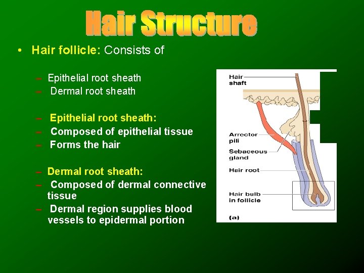  • Hair follicle: Consists of – Epithelial root sheath – Dermal root sheath