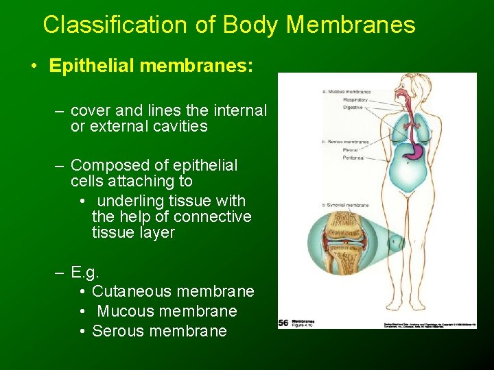 Classification of Body Membranes • Epithelial membranes: – cover and lines the internal or