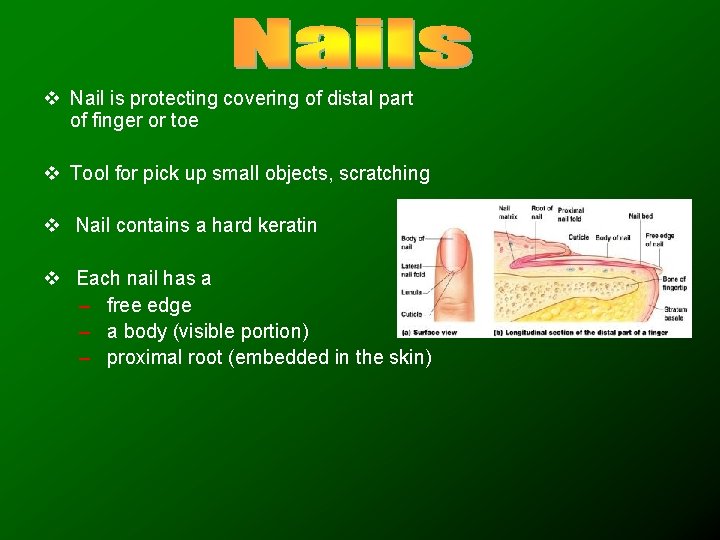 v Nail is protecting covering of distal part of finger or toe v Tool