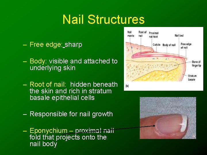 Nail Structures – Free edge: sharp – Body: visible and attached to underlying skin