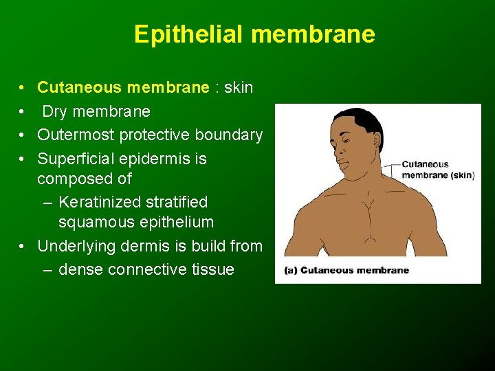 Epithelial membrane • Cutaneous membrane : skin • Dry membrane • Outermost protective boundary