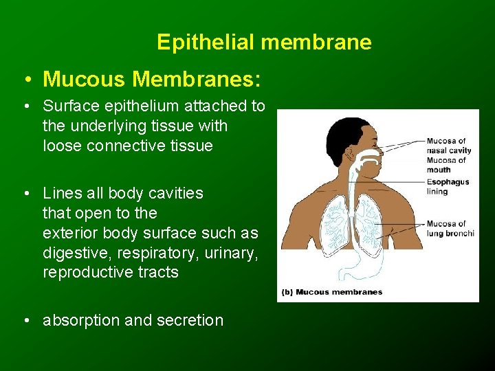 Epithelial membrane • Mucous Membranes: • Surface epithelium attached to the underlying tissue with