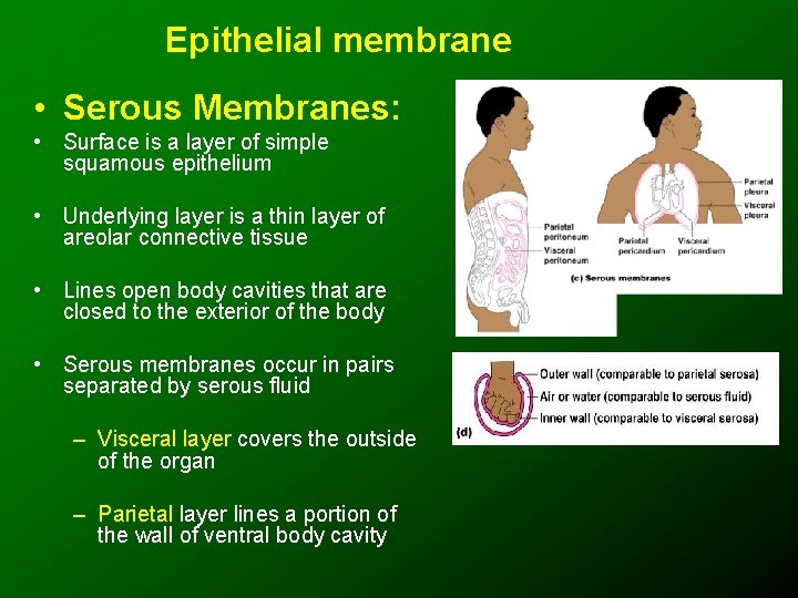 Epithelial membrane • Serous Membranes: • Surface is a layer of simple squamous epithelium
