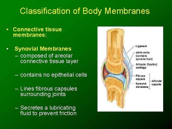 Classification of Body Membranes • Connective tissue membranes: • Synovial Membranes – composed of
