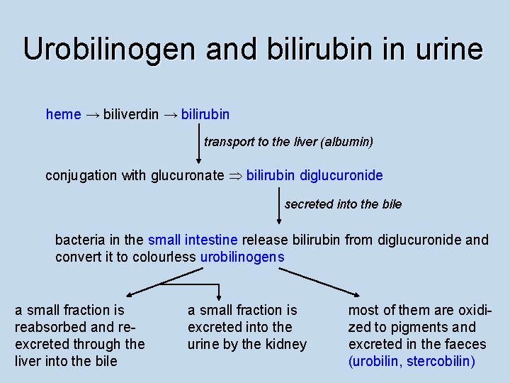 Urobilinogen and bilirubin in urine heme → biliverdin → bilirubin transport to the liver
