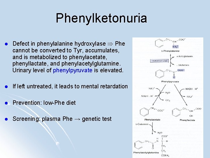 Phenylketonuria l Defect in phenylalanine hydroxylase Phe cannot be converted to Tyr, accumulates, and