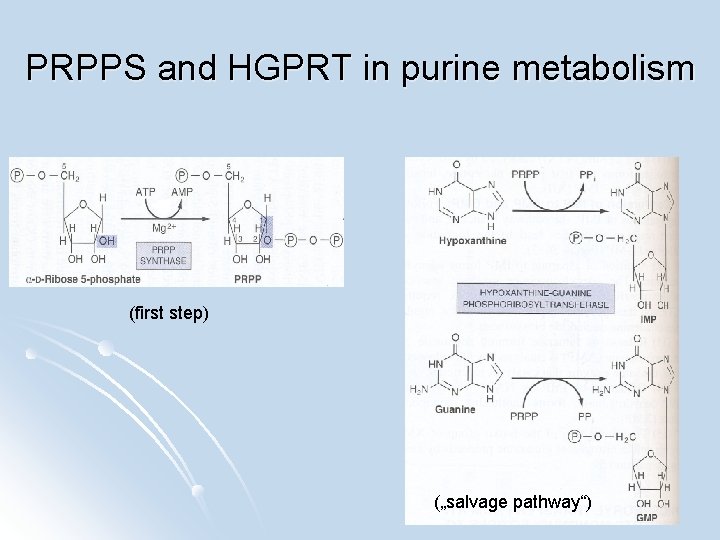 PRPPS and HGPRT in purine metabolism (first step) („salvage pathway“) 