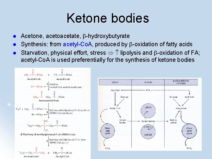 Ketone bodies l l l Acetone, acetoacetate, -hydroxybutyrate Synthesis: from acetyl-Co. A, produced by