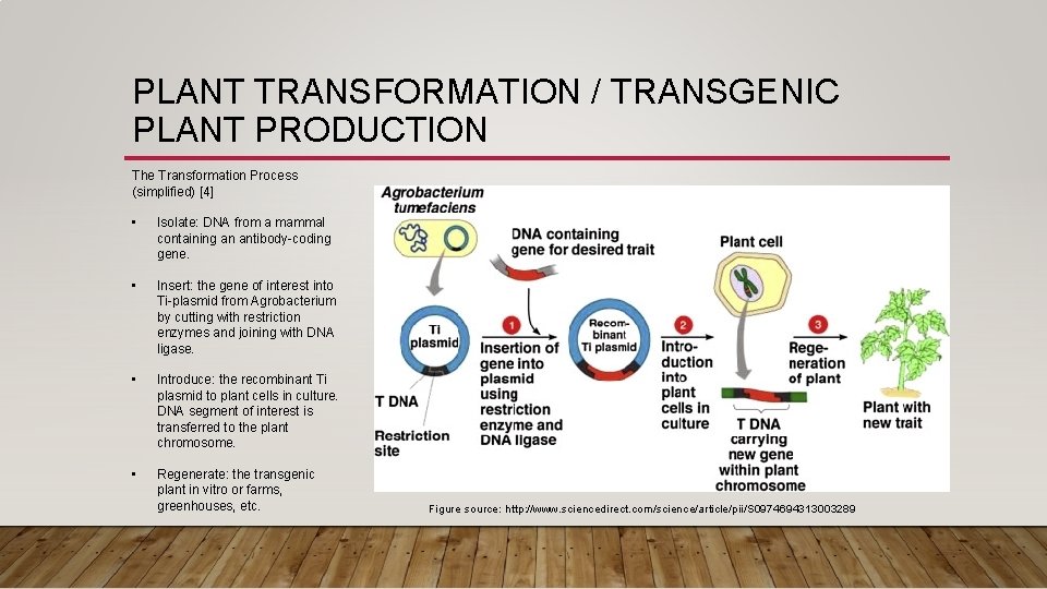 PLANT TRANSFORMATION / TRANSGENIC PLANT PRODUCTION The Transformation Process (simplified) [4] • Isolate: DNA