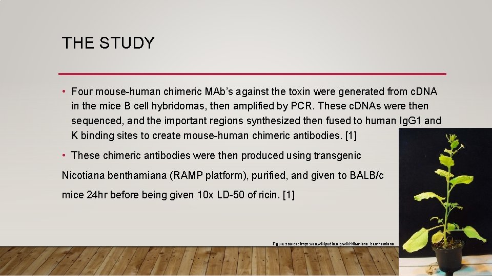 THE STUDY • Four mouse-human chimeric MAb’s against the toxin were generated from c.