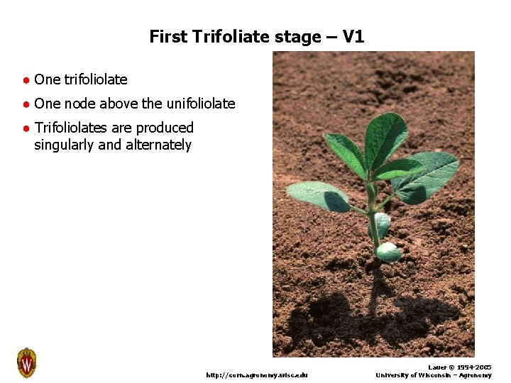 First Trifoliate stage – V 1 ● One trifoliolate ● One node above the