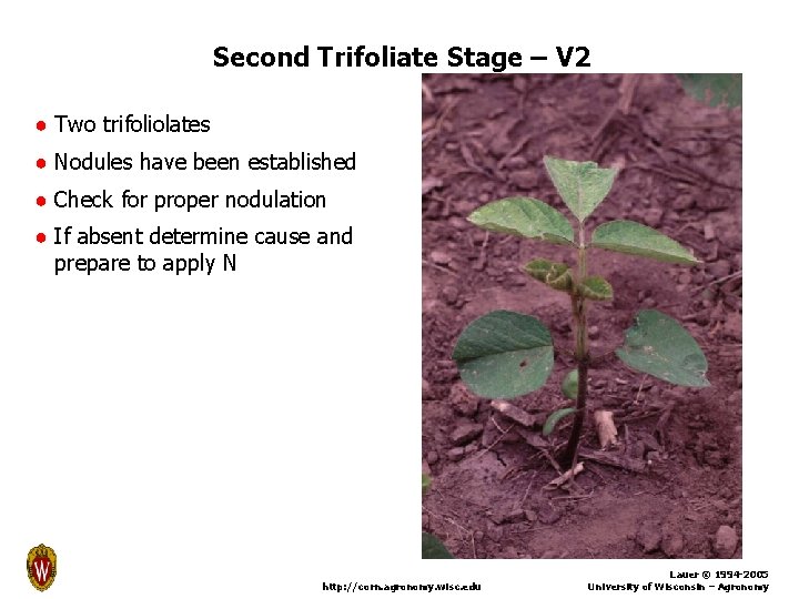 Second Trifoliate Stage – V 2 ● Two trifoliolates ● Nodules have been established