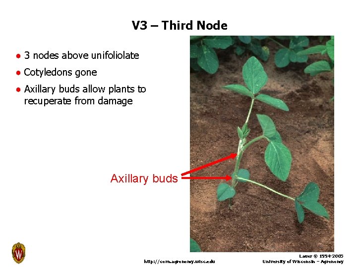 V 3 – Third Node ● 3 nodes above unifoliolate ● Cotyledons gone ●