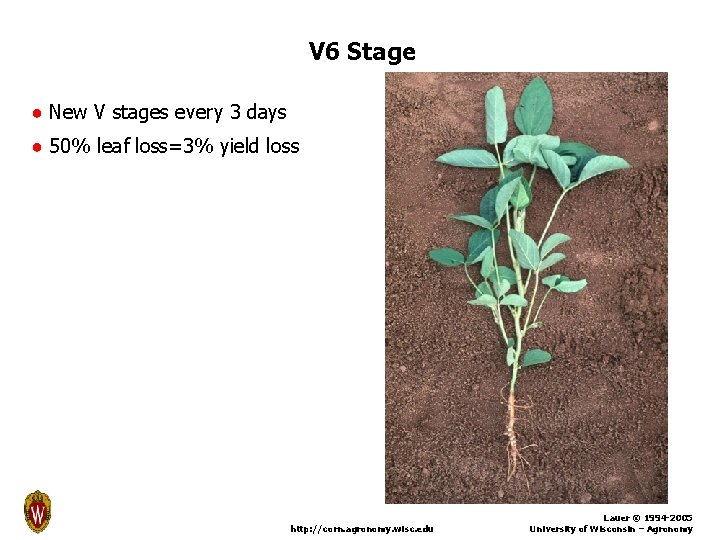 V 6 Stage ● New V stages every 3 days ● 50% leaf loss=3%