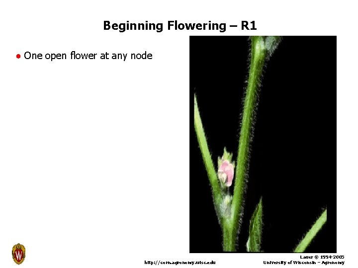 Beginning Flowering – R 1 ● One open flower at any node http: //corn.