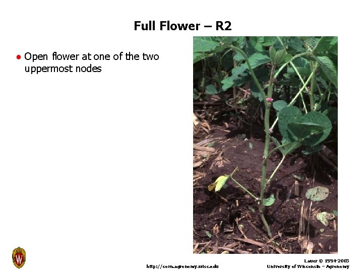 Full Flower – R 2 ● Open flower at one of the two uppermost