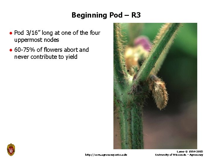 Beginning Pod – R 3 ● Pod 3/16” long at one of the four
