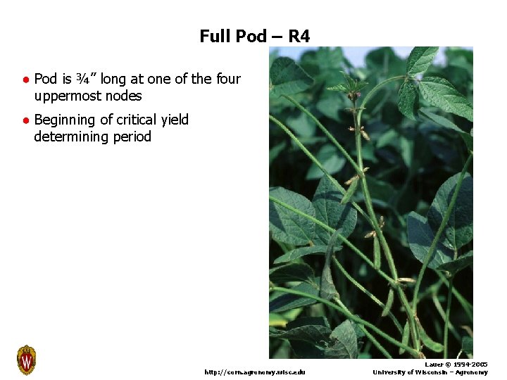 Full Pod – R 4 ● Pod is ¾” long at one of the