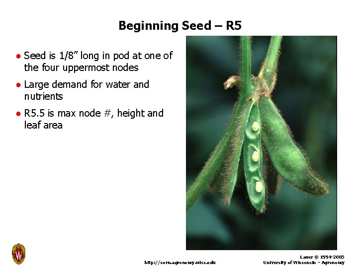 Beginning Seed – R 5 ● Seed is 1/8” long in pod at one