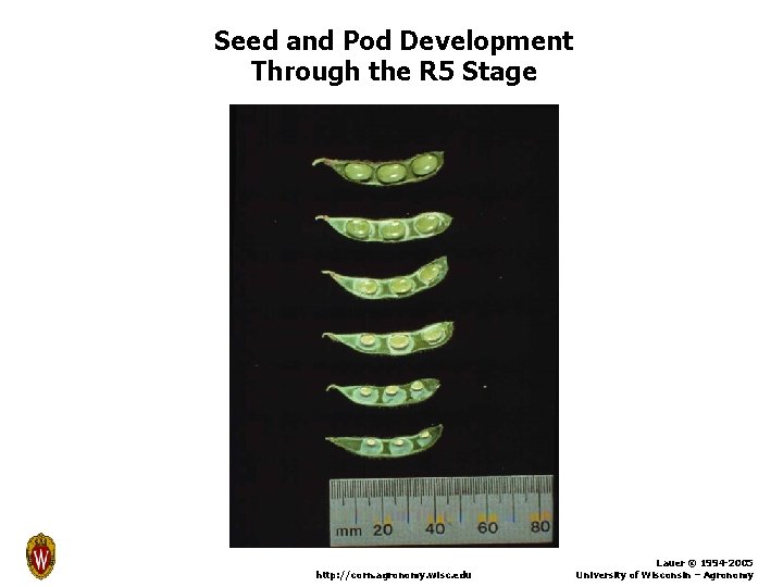 Seed and Pod Development Through the R 5 Stage http: //corn. agronomy. wisc. edu