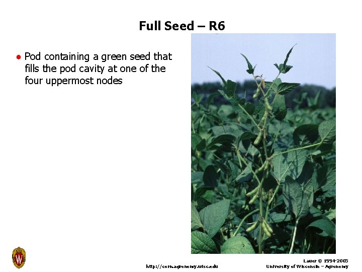 Full Seed – R 6 ● Pod containing a green seed that fills the