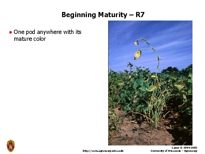 Beginning Maturity – R 7 ● One pod anywhere with its mature color http: