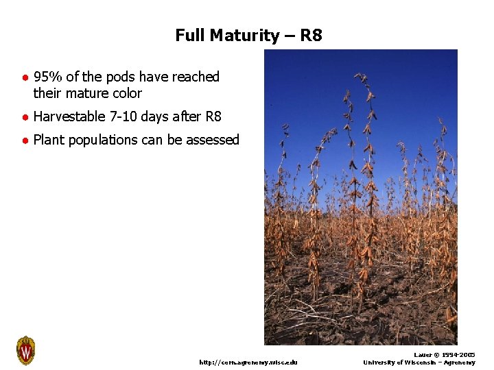 Full Maturity – R 8 ● 95% of the pods have reached their mature