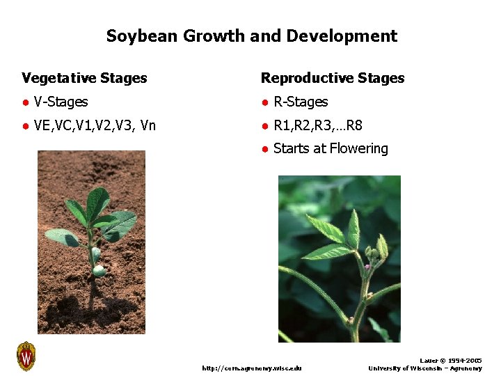 Soybean Growth and Development Vegetative Stages Reproductive Stages ● V-Stages ● R-Stages ● VE,