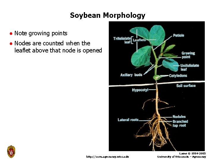 Soybean Morphology ● Note growing points ● Nodes are counted when the leaflet above