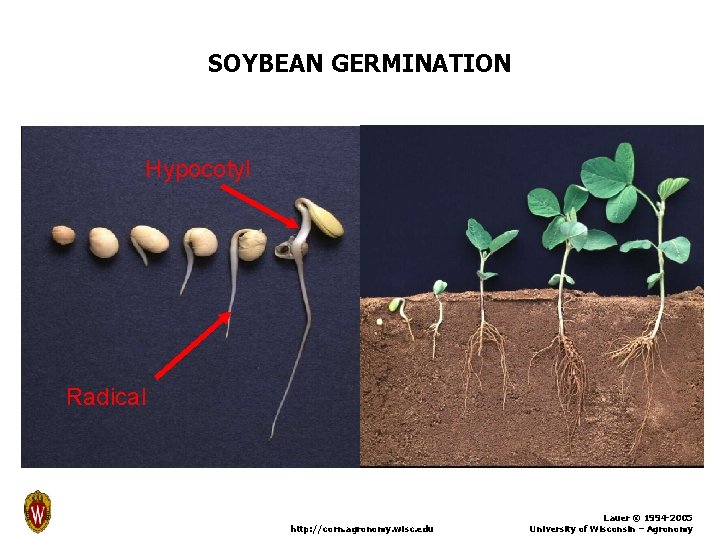 SOYBEAN GERMINATION Hypocotyl Radical http: //corn. agronomy. wisc. edu Lauer © 1994 -2005 University